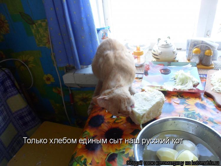 Только хлебом единым сыт наш русский кот Только хлебом единым сыт наш русский кот... Котоматрица: Только хлебом единым сыт наш русский кот Только хлебом единым сыт наш русский кот