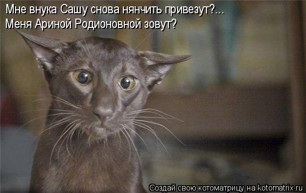 Мне внука Сашу снова нянчить привезут?... Меня Ариной Родионовной зовут?... Котоматрица: Мне внука Сашу снова нянчить привезут?... Меня Ариной Родионовной зовут?