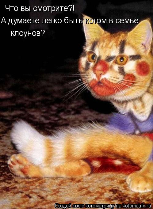 Что вы смотрите?! А думаете легко быть котом в семье клоунов?... Котоматрица: Что вы смотрите?! А думаете легко быть котом в семье клоунов?
