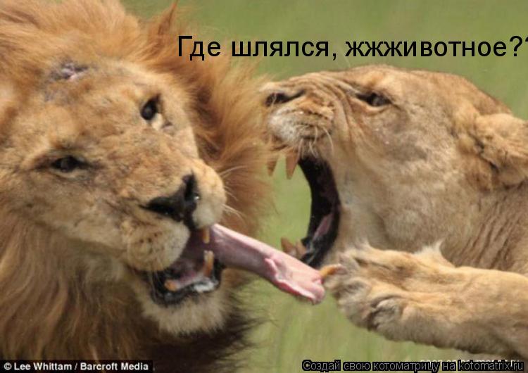 Где шлялся, жжживотное???... Котоматрица: Где шлялся, жжживотное???
