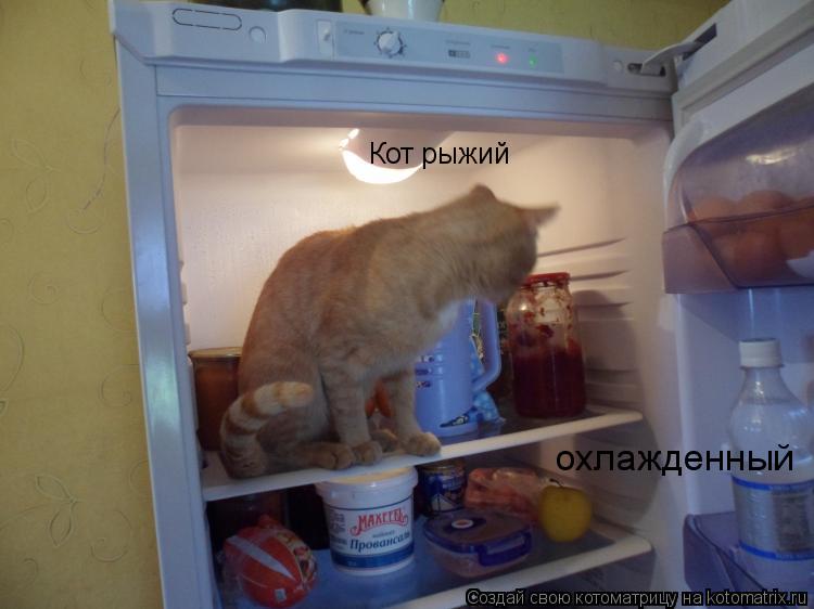 Котоматрица: Кот рыжий охлажденный