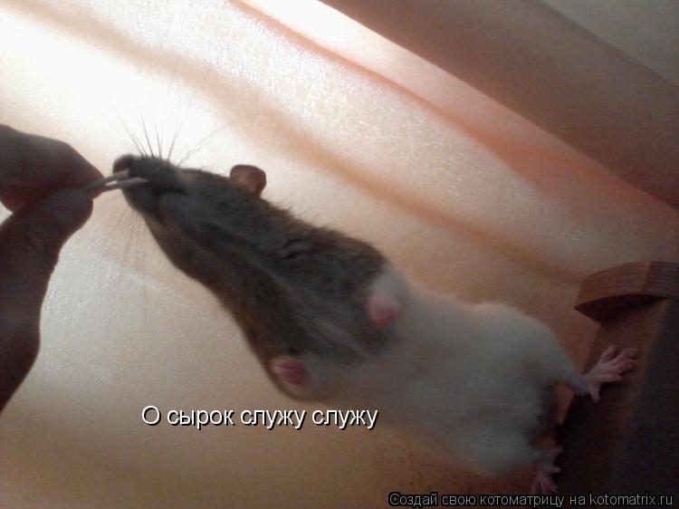 О сырок служу служу... Котоматрица: О сырок служу служу