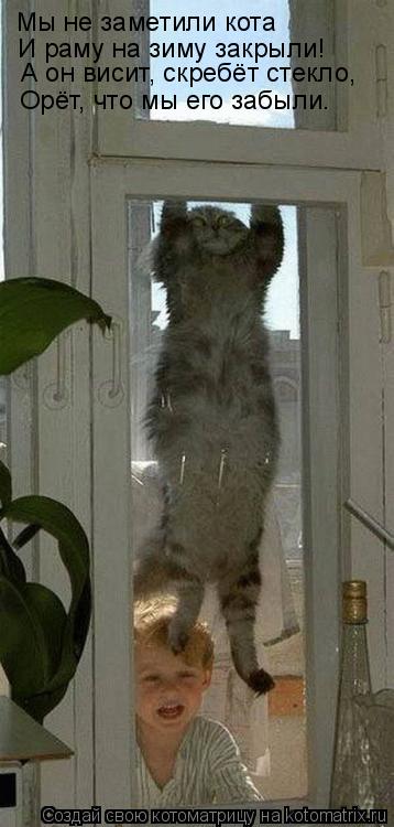 Котоматрица: Мы не заметили кота И раму на зиму закрыли! А он висит, скребёт стекло,  Орёт, что мы его забыли.