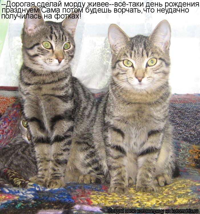 Котоматрица: --Дорогая,сделай морду живее--всё-таки день рождения празднуем!Сама потом будешь ворчать,что неудачно получилась на фотках!