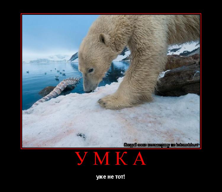 Котоматрица: умка уже не тот!