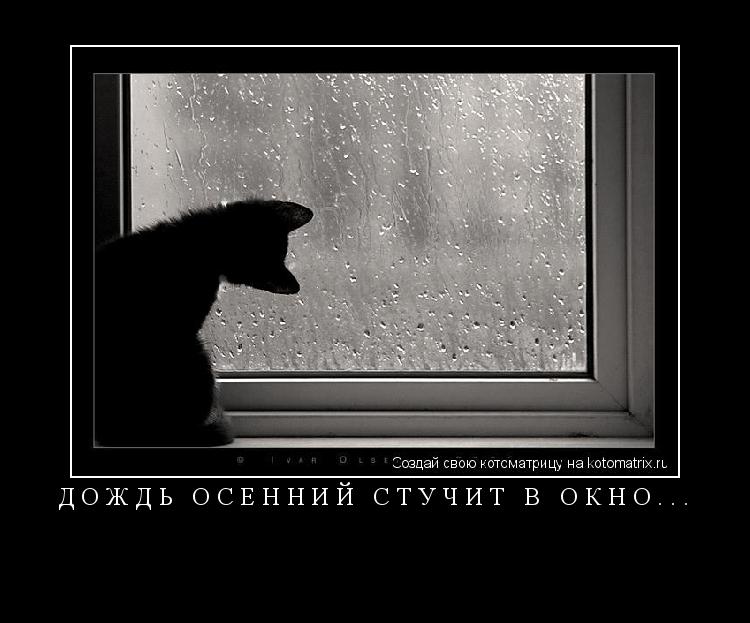 Дождь осенний стучит в окно... ... Котоматрица: Дождь осенний стучит в окно...