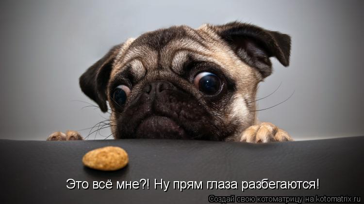 Это всё мне?! Ну прям глаза разбегаются!... Котоматрица: Это всё мне?! Ну прям глаза разбегаются!