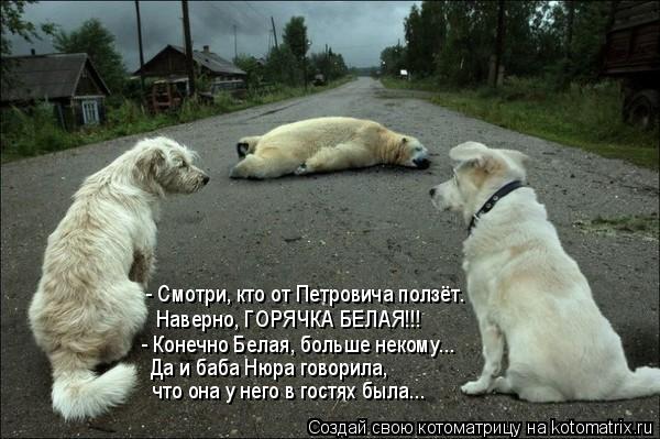 Котоматрица: - Смотри, кто от Петровича ползёт. Наверно, ГОРЯЧКА БЕЛАЯ!!! - Конечно Белая, больше некому... Да и баба Нюра говорила,  что она у него в гостях бы
