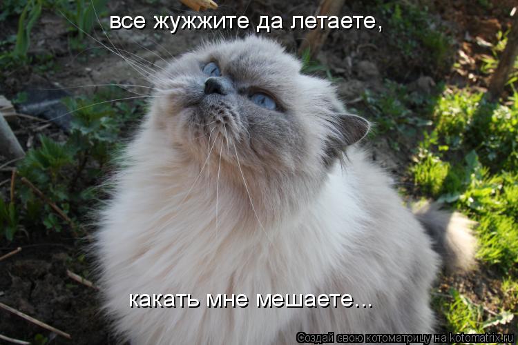 все жужжите да летаете, какать мне мешаете...... Котоматрица: все жужжите да летаете, какать мне мешаете...