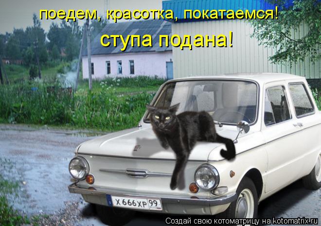 поедем, красотка, покатаемся! ступа подана!... Котоматрица: поедем, красотка, покатаемся! ступа подана!