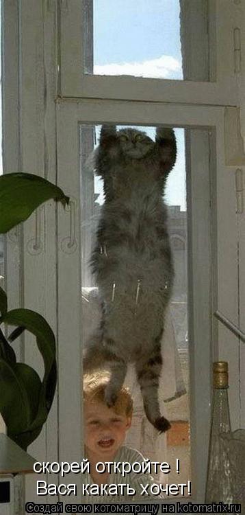 Котоматрица: Вася какать хочет! скорей откройте !