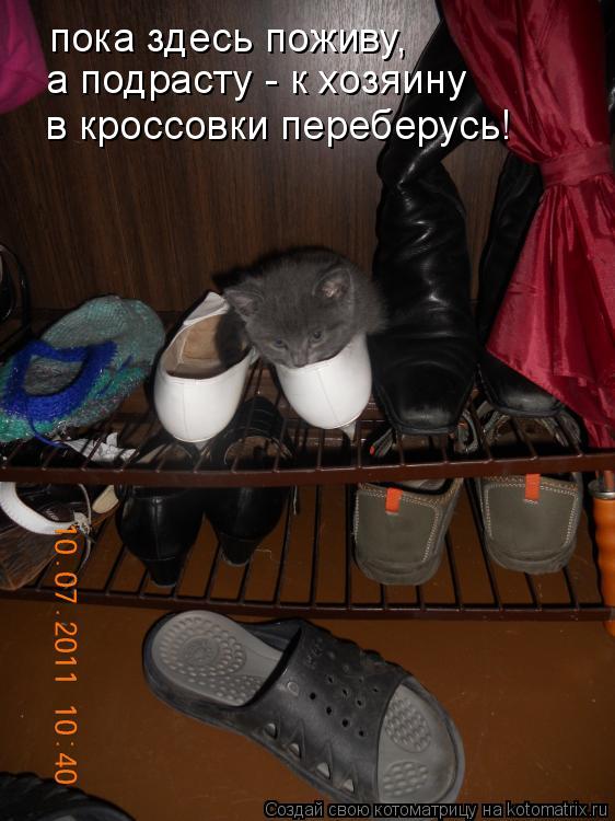 пока здесь поживу, а подрасту - к хозяину в кроссовки переберусь!... Котоматрица: пока здесь поживу, а подрасту - к хозяину в кроссовки переберусь!