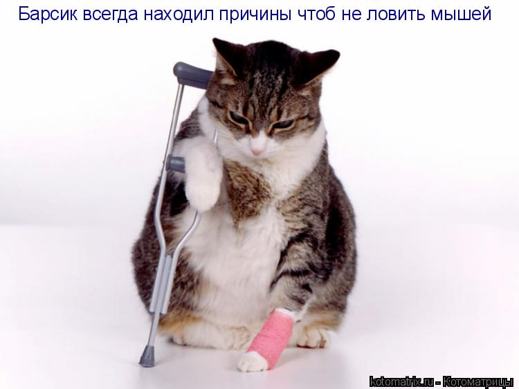 Котоматрица: Барсик всегда находил причины чтоб не ловить мышей