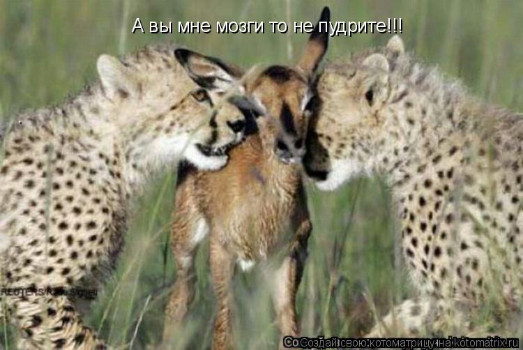 Котоматрица: А вы мне мозги то не пудрите!!!