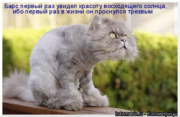 Котоматрица: Барс первый раз увидел красоту восходящего солнца, ибо первый раз в жизни он проснулся трезвым