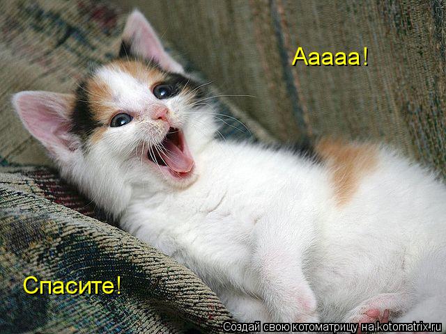 Ааааа! Спасите!... Котоматрица: Ааааа! Спасите!