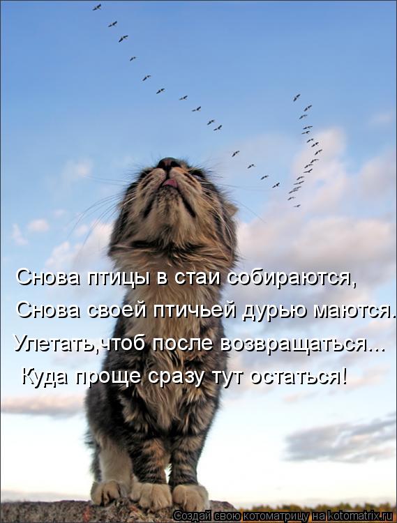 Снова птицы в стаи собираются, Снова своей птичьей дурью маются. Улетать,чтоб после возвращаться... К... Котоматрица: Снова птицы в стаи собираются, Снова своей птичьей дурью маются. Улетать,чтоб после возвращаться... Куда проще сразу тут остаться!