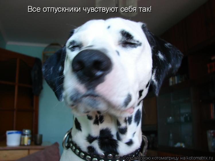 Котоматрица: Все отпускники чувствуют себя так!
