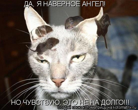 Котоматрица: ДА, Я НАВЕРНОЕ АНГЕЛ! НО ЧУВСТВУЮ, ЭТО НЕ НА ДОЛГО!!!