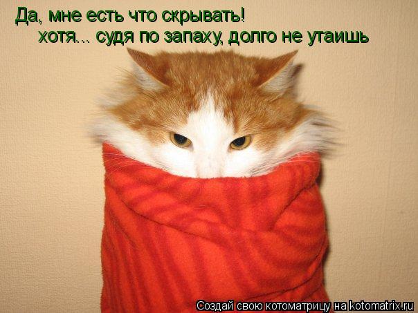 Котоматрица: Да, мне есть что скрывать! хотя... судя по запаху, долго не утаишь