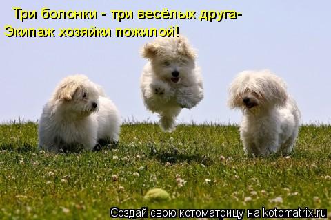 Котоматрица: Три болонки - три весёлых друга- Экипаж хозяйки пожилой!