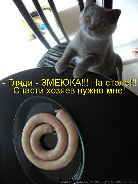 - Гляди - ЗМЕЮКА!!! На столе!!! Спасти хозяев нужно мне!... Котоматрица: - Гляди - ЗМЕЮКА!!! На столе!!! Спасти хозяев нужно мне!
