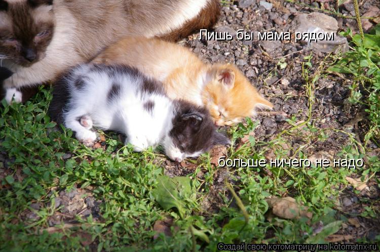 Котоматрица: Лишь бы мама рядом больше ничего не надо.