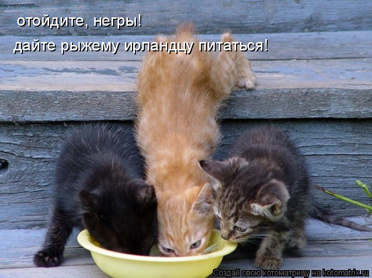 Котоматрица: отойдите, негры! дайте рыжему ирландцу питаться!