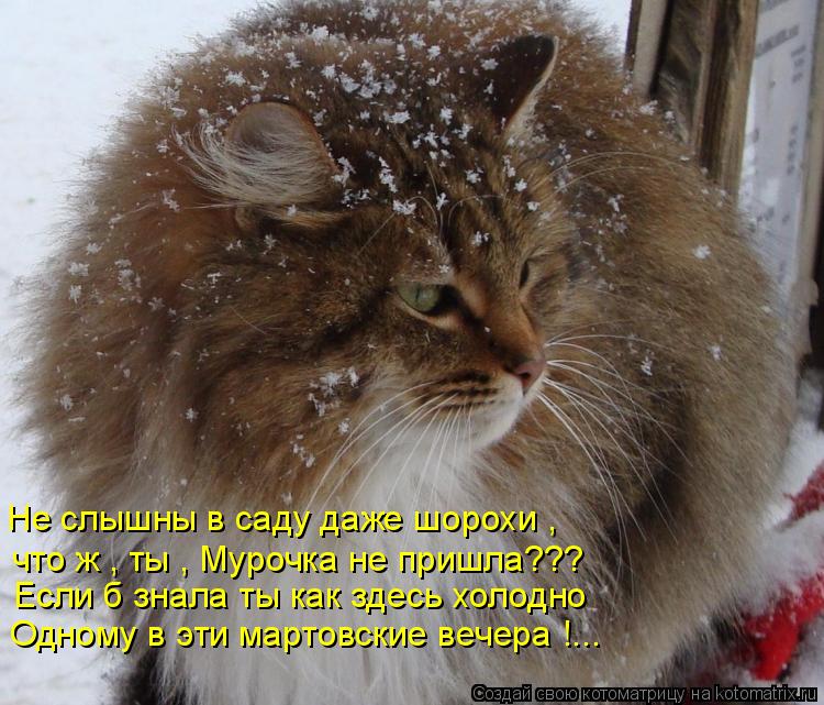 Котоматрица: Не слышны в саду даже шорохи , что ж , ты , Мурочка не пришла??? Если б знала ты как здесь холодно  Одному в эти мартовские вечера !...