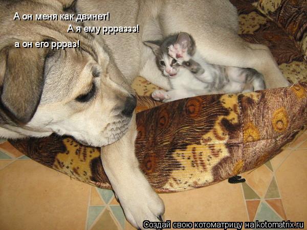 Котоматрица: А он меня как двинет! А я ему ррраззз! а он его ррраз!
