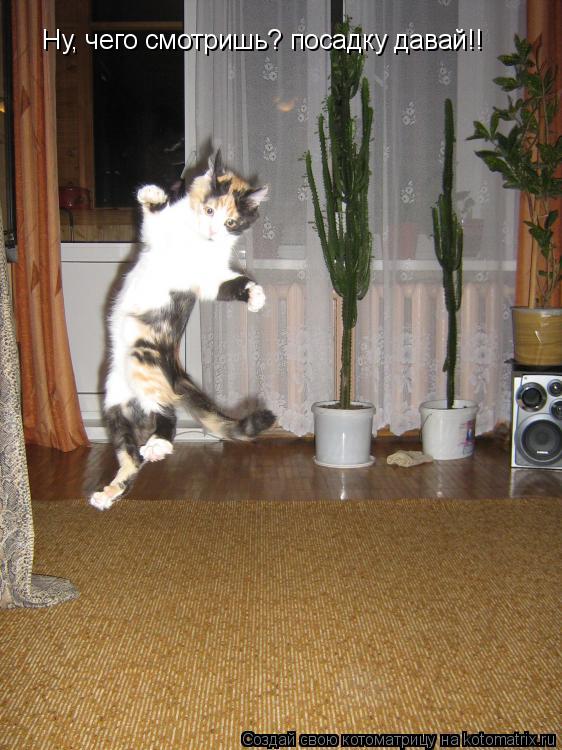 Котоматрица: Ну, чего смотришь? посадку давай!!