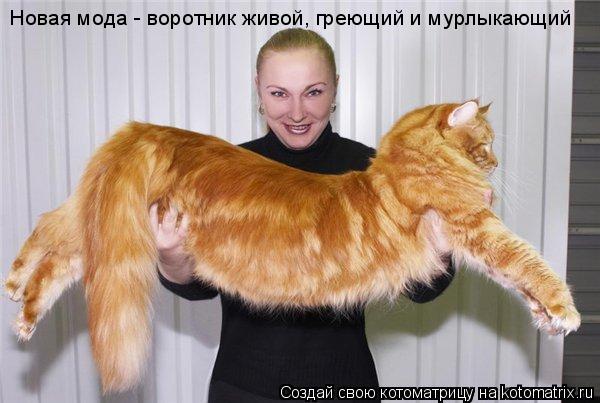 Котоматрица: Новая мода - воротник живой, греющий и мурлыкающий