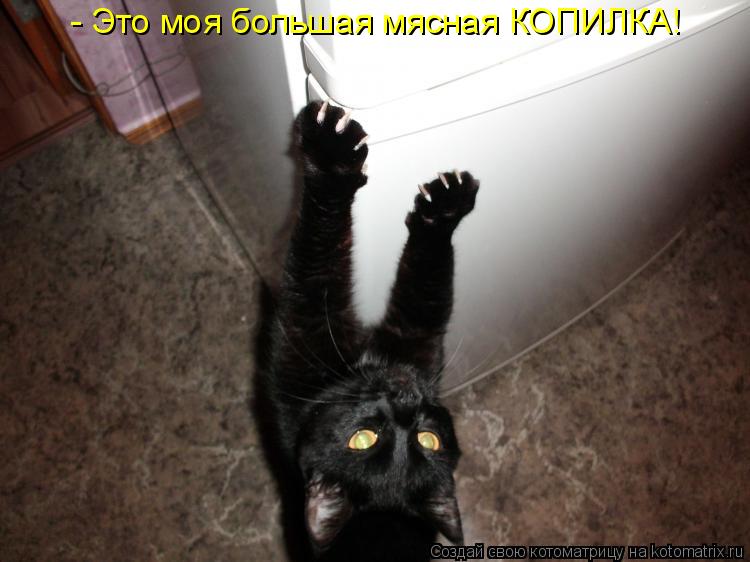 - Это моя большая мясная КОПИЛКА!... Котоматрица: - Это моя большая мясная КОПИЛКА!