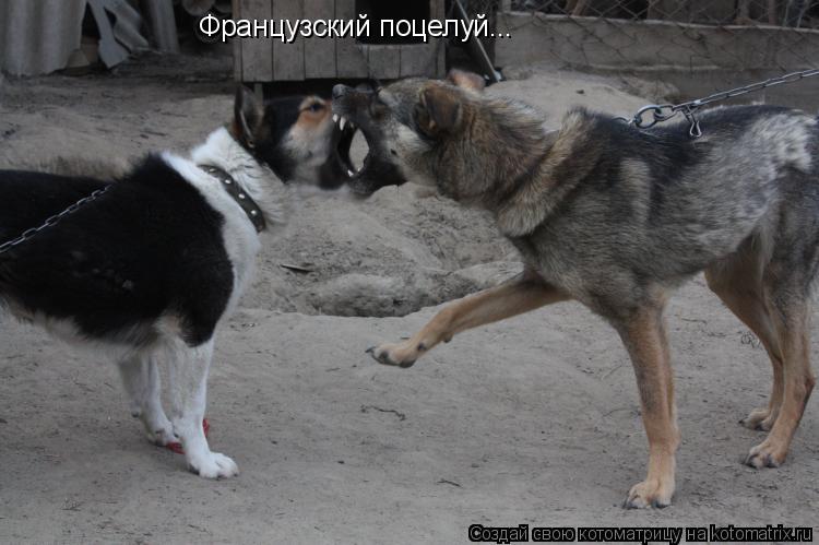 Котоматрица: Французский поцелуй...