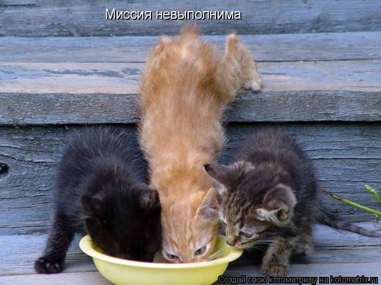 Котоматрица: Миссия невыполнима