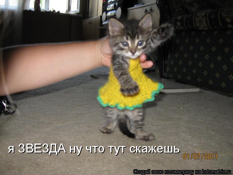 я ЗВЕЗДА ну что тут скажешь... Котоматрица: я ЗВЕЗДА ну что тут скажешь
