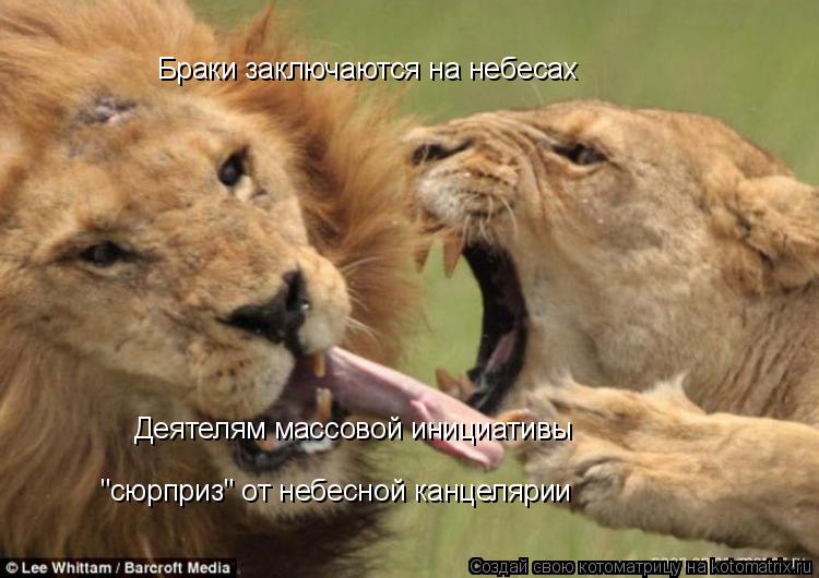 Котоматрица: Браки заключаются на небесах Деятелям массовой инициативы "сюрприз" от небесной канцелярии