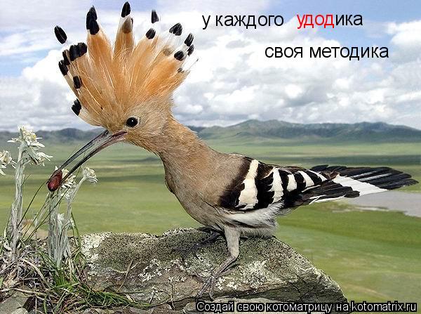 Котоматрица: у каждого  удод своя методика ика