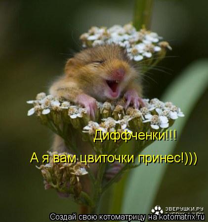 Котоматрица: Диффченки!!! А я вам цвиточки принес!)))