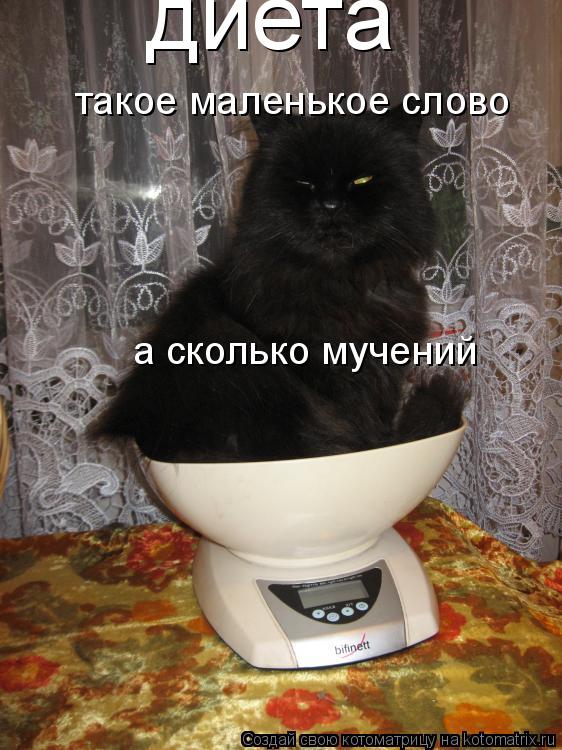 диета такое маленькое слово а сколько мучений... Котоматрица: диета такое маленькое слово а сколько мучений