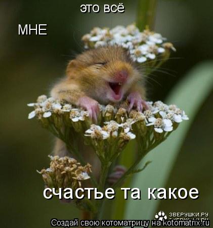 это всё МНЕ счастье та какое... Котоматрица: это всё МНЕ счастье та какое