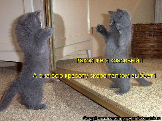 Котоматрица: Какой же я красивый!! А она всю красоту скоро тапком выбьет1