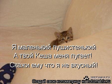 Котоматрица: Я маленький пушистенький  А твой Кеша меня пугает! Скажи ему что я не вкусный!