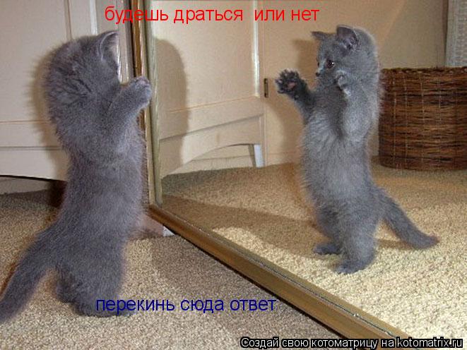 Котоматрица: будешь драться  или нет  перекинь сюда ответ
