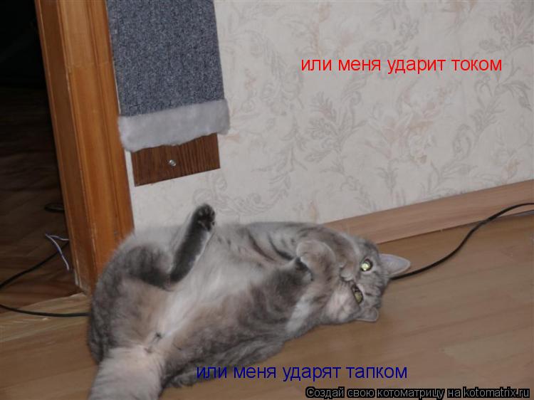 или меня ударит током или меня ударят тапком... Котоматрица: или меня ударит током или меня ударят тапком