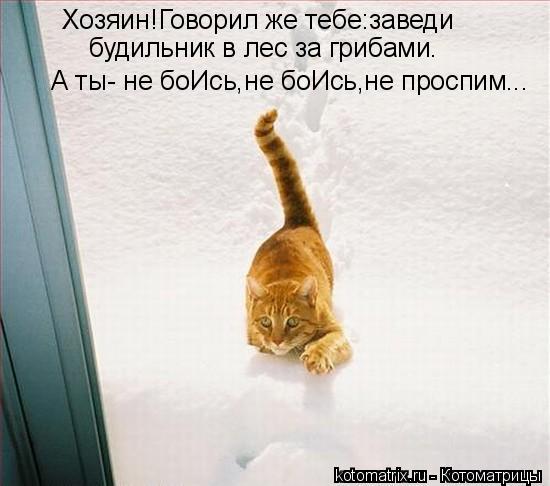 Хозяин!Говорил же тебе:заведи будильник в лес за грибами. А ты- не боИсь,не боИсь,не проспим...... Котоматрица: Хозяин!Говорил же тебе:заведи будильник в лес за грибами. А ты- не боИсь,не боИсь,не проспим...