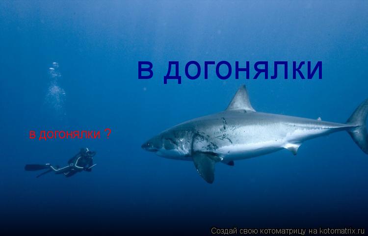 в догонялки ? в догонялки... Котоматрица: в догонялки ? в догонялки