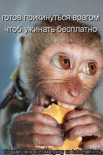 Котоматрица: чтоб ужинать бесплатно готов прикинуться врагом