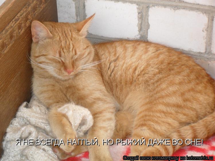 Котоматрица: Я НЕ ВСЕГДА НАГЛЫЙ, НО РЫЖИЙ ДАЖЕ ВО СНЕ!