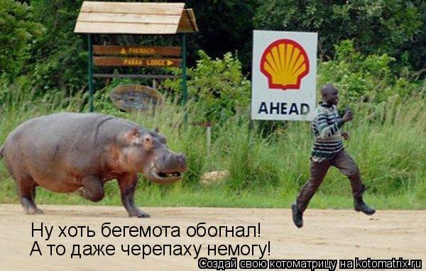 Ну хоть бегемота обогнал! А то даже черепаху немогу!... Котоматрица: Ну хоть бегемота обогнал! А то даже черепаху немогу!